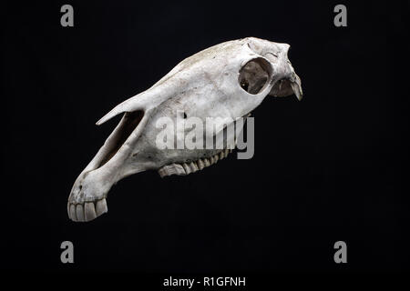 Pferd Totenkopf auf schwarzem Hintergrund isoliert. Tierischen Schädel Kopf. Stockfoto