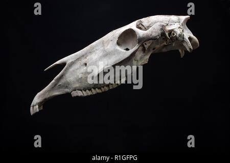 Pferd Totenkopf auf schwarzem Hintergrund isoliert. Tierischen Schädel Kopf. Stockfoto