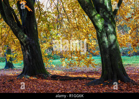 Herbst im Savernake Wald in Wiltshire. Stockfoto