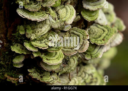 Türkei schwanz Pilze (Trametes versicolor) wachsen auf toten Nadelbaumbaum. Tipperary, Irland Stockfoto