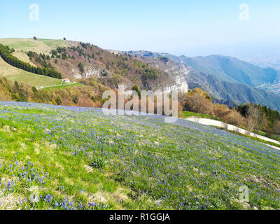 Bereich der Feder küchenschelle. Berg Blumen auf Frühling Stockfoto