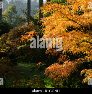In der Acer Glade in Westonbirt Arboretum in Gloucestershire, Großbritannien Stockfoto