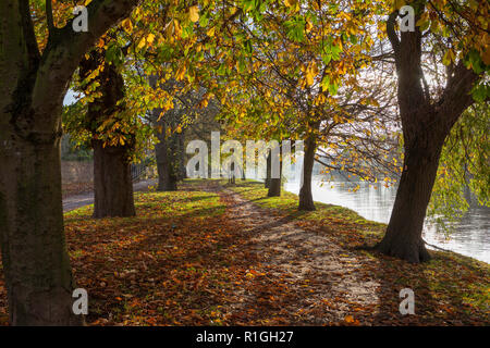 Ein Herbstblick auf den New Walk, eine georgische Promenade am Fluss Ouse bei York Stockfoto