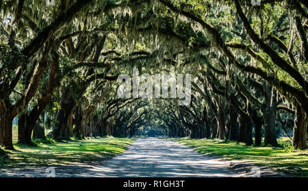 Der Antrieb bei Wormsloe Plantation Immobilien auf Hope Island Savannah Georgia USA, die überragt wird von live oak Zweigen geschmückt mit spanischem Moos Stockfoto