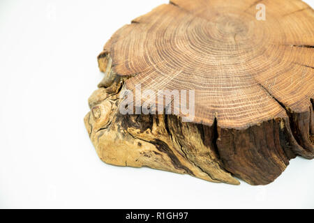 Detaillierte Stück kreisförmige flache Holz zeigen Jahresringe, Risse, Rinde und Textur. Kreuz partieder Oak Grove Amtsleitung angezeigt Jahrringe isoliert auf weißem bacjground. stehen für Vasen, für Innenausstattung. Kopieren spce Stockfoto