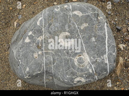 Wasser - abgenutzte fossiliferous lias Rock, am Strand von Lyme Regis, Dorset. Stockfoto