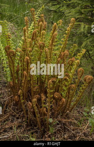 Golden-Scaled männlich-Farn Dryopteris, affinis ssp. affinis mit Entfaltung Wedel im Frühjahr, West Dorset. Stockfoto