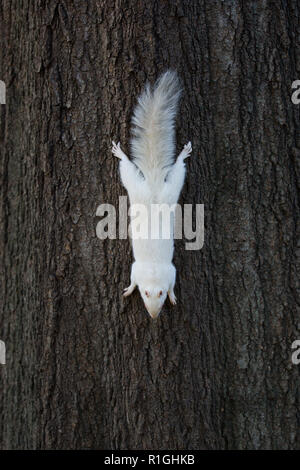 Albino graue Eichhörnchen in einem Washington DC Park Stockfoto