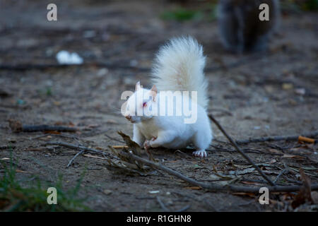 Albino graue Eichhörnchen in einem Washington DC Park Stockfoto