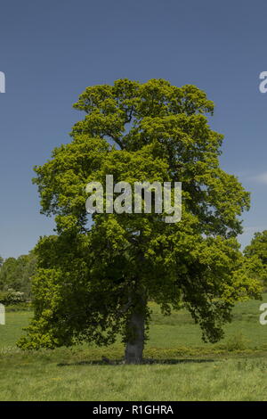 Alte gemeinsame Eiche, Querus Robur in der Wiese auf Kingston Lacey Immobilien, Dorset. Stockfoto