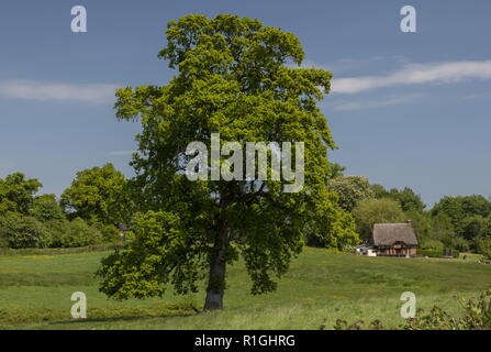 Alte gemeinsame Eiche, Querus Robur in der Wiese auf Kingston Lacey Immobilien, Dorset. Stockfoto