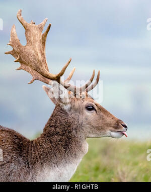 Reifen Damwild Hirsch, seine Zunge klebt - Herde von Dyrham Park Gloucestershire, Großbritannien Stockfoto