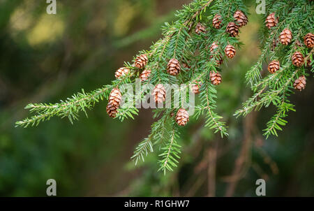 Zierliche Kegel und Blätter der westliche Hemlocktanne Tsuga heterophylla ein riesiger Baum in den Westen der USA wächst hier in Westonbirt Arboretum DE Stockfoto