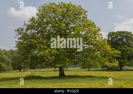Stift Eiche, Quercus palustris, in einer Parklandschaft an Montacute House, Somerset. Stockfoto