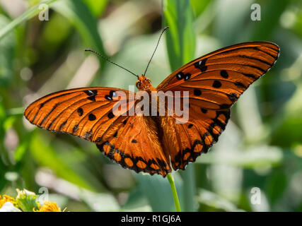 Golf fritillary oder Leidenschaft Schmetterling Agraulis vanillae Fütterung unter den Dünen bei Tybee Island in der Nähe von Savannah Georgia USA Stockfoto