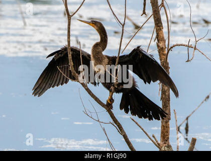 Anhinga in charakteristischen feather Trocknung bei der Savanne National Wildlife Refuge in South Carolina USA stellen Stockfoto
