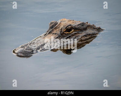 Aligator (A mississippiensis) in charakteristischen schwimmen Position mit dem Kopf knapp über dem Wasser - Savanne National Wildlife Refuge S GERMANY Stockfoto