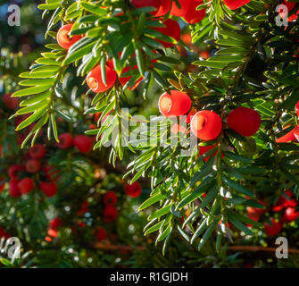 Eibe mit Wächsernen roten Beeren im Herbst - Somerset UK Stockfoto