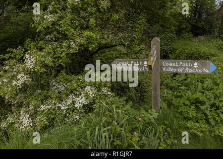Holz- Fußweg an Lee Bay an der Küste weg zwischen Woody Bucht und das Tal der Felsen. Stockfoto