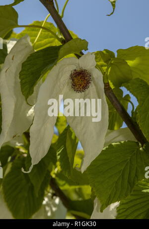 Taschentuch Baum, Rinde involucrata in Blüte, mit hüllblätter; im Garten, Devon. Stockfoto