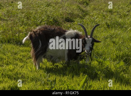 Ziege aus wilde Ziege Herde am Velley der Felsen, Lynton, Exmoor, Devon. Stockfoto