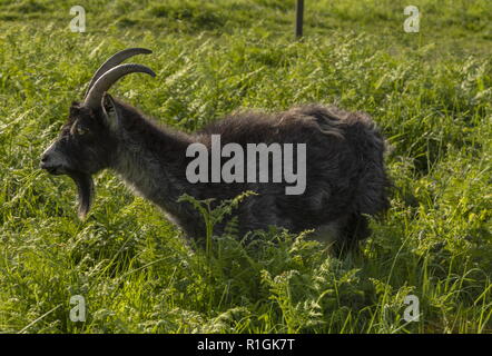 Ziege aus wilde Ziege Herde am Velley der Felsen, Lynton, Exmoor, Devon. Stockfoto