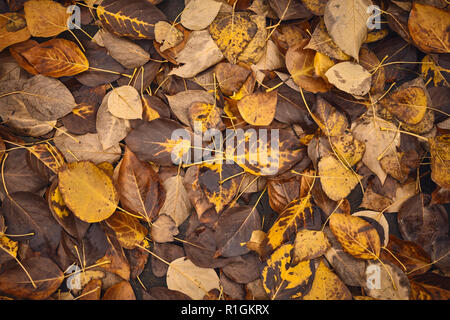 Verfallende Blätter, die Zeit Konzept, Farbe Tonen angewendet. Stockfoto