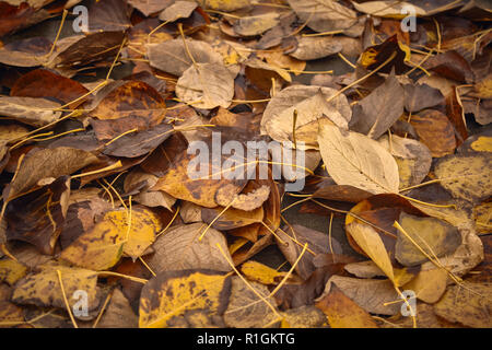 Verfallende Blätter, die Zeit Konzept, Farbe Tonen angewendet. Stockfoto