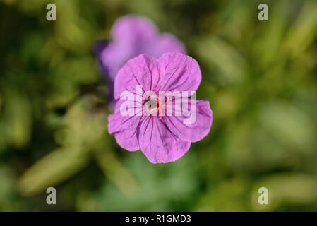 Cranesbill blossom Geranium sanguineum Stockfoto