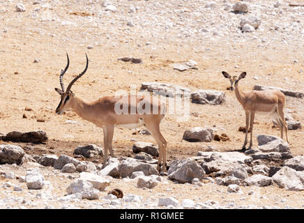 Schwarze Impala (Aepyceros melampus konfrontiert - petersi) - männlich und weiblich, Etosha National Park, Namibia, Afrika Stockfoto