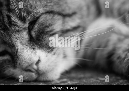 Schwarze und weiße Katze Kopf Nahaufnahme. Katze schläft auf dem Beton. Stockfoto