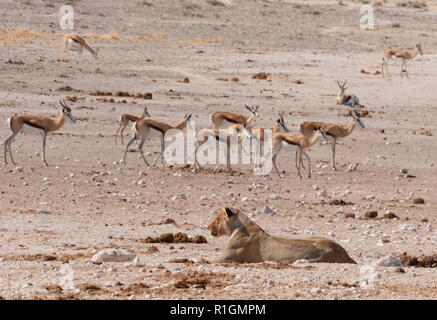 Löwin und Beute Afrika - eine einsame Löwin beobachten, Springbock, Etosha National Park, Namibia, Afrika Stockfoto