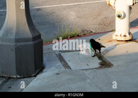 Kalifornien Krähen (Corvus brachyrhynchos) versuchen, das Essen aus einem Kunststoff sandwich Tasche auf einem Bürgersteig in San Francisco, Kalifornien, USA zu erhalten; die Verschmutzung. Stockfoto