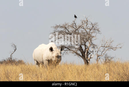 White Rhino Namibia - Ein erwachsener White Rhino, Etosha National Park, Namibia, Afrika Stockfoto