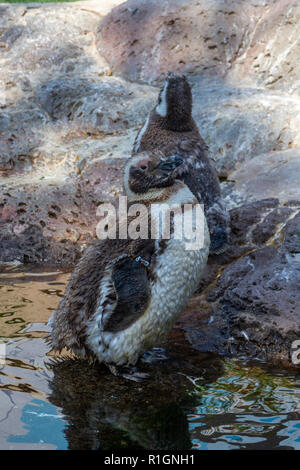 Magellanic penguin Küken in SeaWorld San Diego, California, United States. Stockfoto