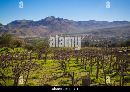 Weinberg, Weinstock Blume wandelt sich zu einem Grape berry sind. Elqui-tal, Anden Teil der Atacama Wüste im Coquimbo region, Chile Stockfoto