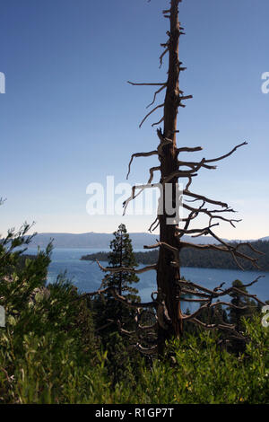 Hervorstehende Baumstamm über Lake Tahoe und die umliegenden immergrünen Wald, Kalifornien Stockfoto