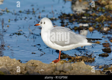 Black-Headed Gull - Larus ridibundus Winter nach Gefieder durch Wasser Stockfoto