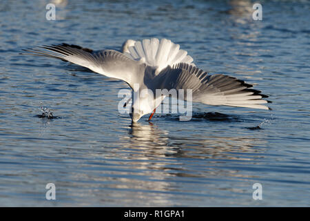 Lachmöwe, Larus ridibundus Eintauchen in Wasser Stockfoto