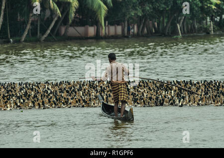 Große Gruppe von Enten auf dem Wasser von einem Schäfer in einem Boot in der malerischen Backwaters, Kerala, Südindien. Stockfoto