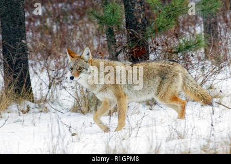 42,751.09127 Nahaufnahme eines Alert nach Coyote gehen auf eine Spur im Schnee verschneiten Wald Bürste unter Bäumen im Wald Stockfoto