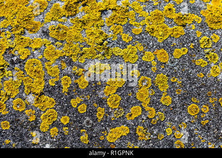 Gelbe Krustenflechten wachsen auf Betongrund Stockfoto