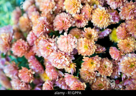 Peach Pink kleine Blumen Hintergrund Stockfoto