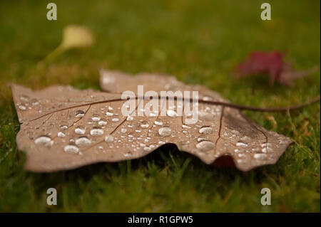 Regentropfen auf einem bunten Herbst (Herbst) Blatt liegend auf grünem Gras Stockfoto