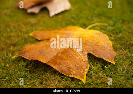 Regentropfen auf einem bunten Herbst (Herbst) Blatt liegend auf grünem Gras Stockfoto