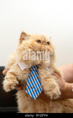 Foto von exotischen Cat in gestreiften Krawatte Stockfoto