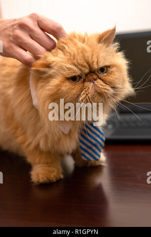Foto von exotischen Katze in gestreifte Krawatte und des Menschen Hände Stockfoto