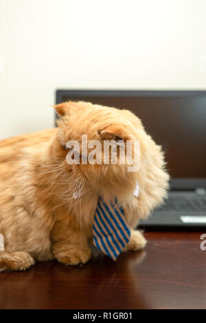 Bild von exotischen Cat in gestreiften Krawatte auf Laptop Hintergrund Stockfoto