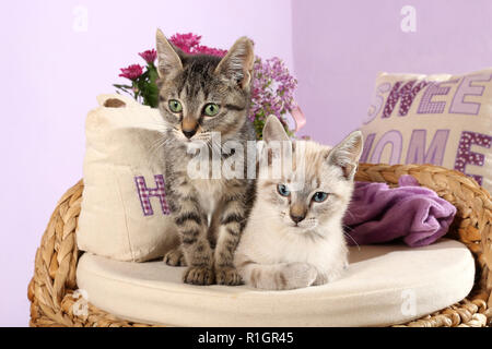 Zwei Kätzchen, 10 Wochen alt, Seal Tabby Point und Black tabby, sitzend auf einem Kissen Stockfoto