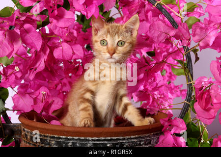 Kätzchen, 2 Monate alt, sitzt in einem Blumentopf zwischen blühenden Bougainvillea Stockfoto